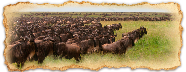 The Migration a safari in Tanzania