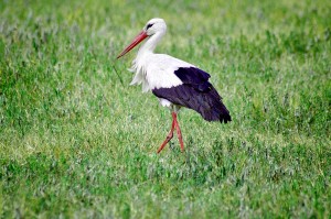 DSC 0698-stork-1