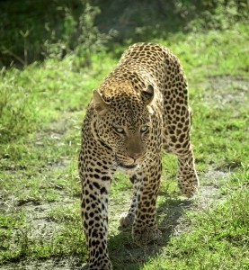 DSC2999-leopard-tr  
