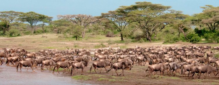 Serengeti Safari in Tanzania